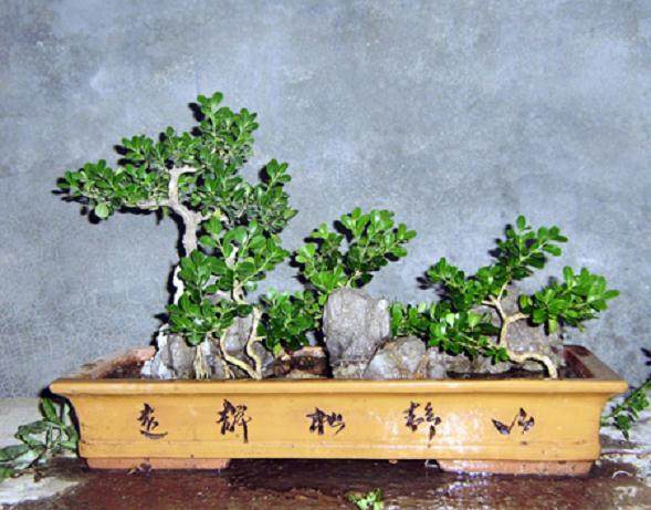 怎样防治黄杨盆景上的介壳虫?