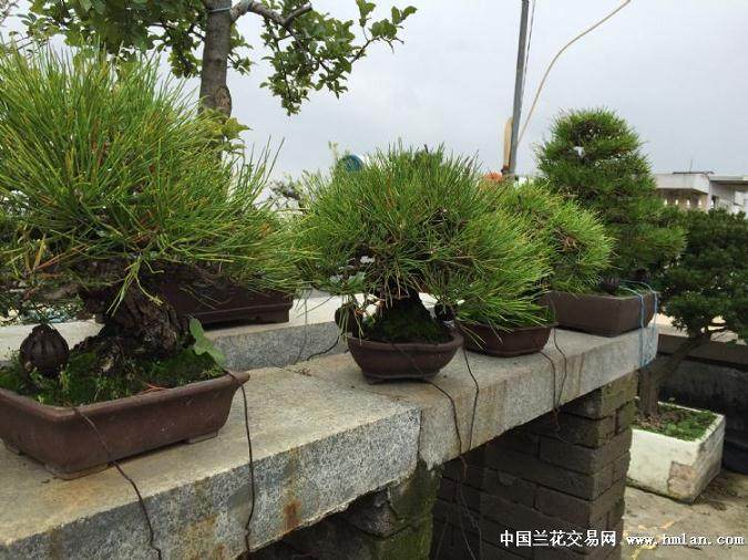 城市盆景爱好者多在楼顶或群楼间隙间养盆景?