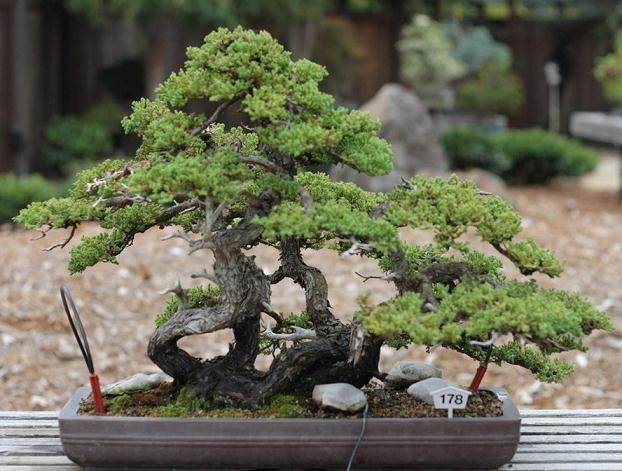 怎样确定树木在盆景盆中的位置？