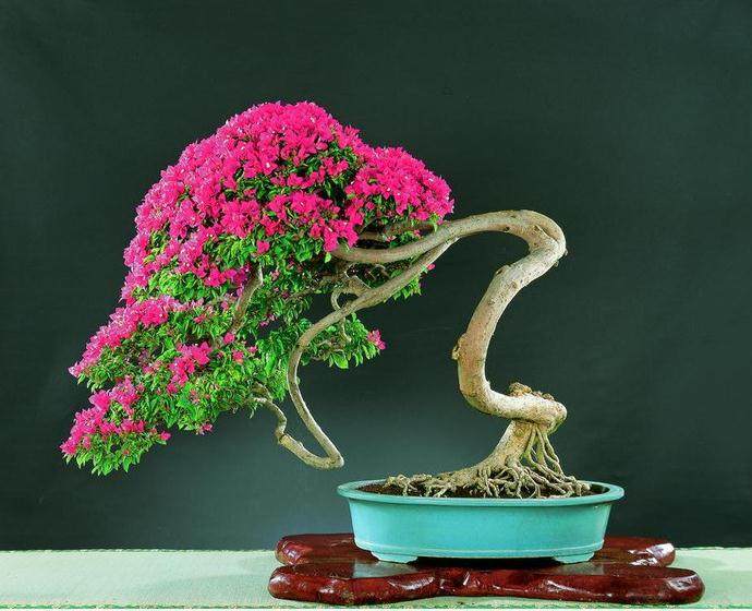 我有两盆造型不错的三角梅，几年来一直生长良好?