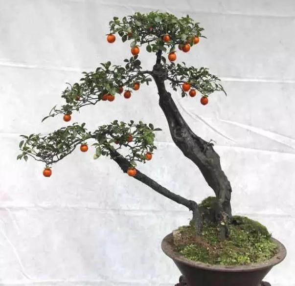 养10多年的金弹子始终未见其挂果,不知是何原因?