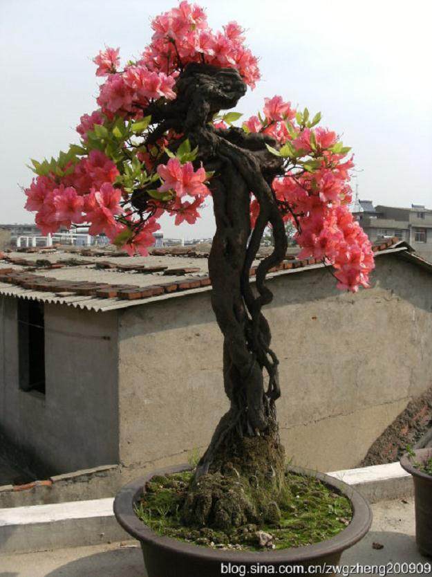 我的映山红盒景,盆龄五年了,不知何故至今只见花蕾不见花?