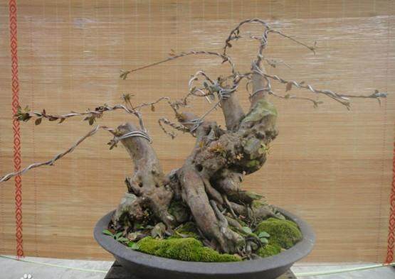 听说可以给树桩打吊针,请问在什么症状下需要打吊针?