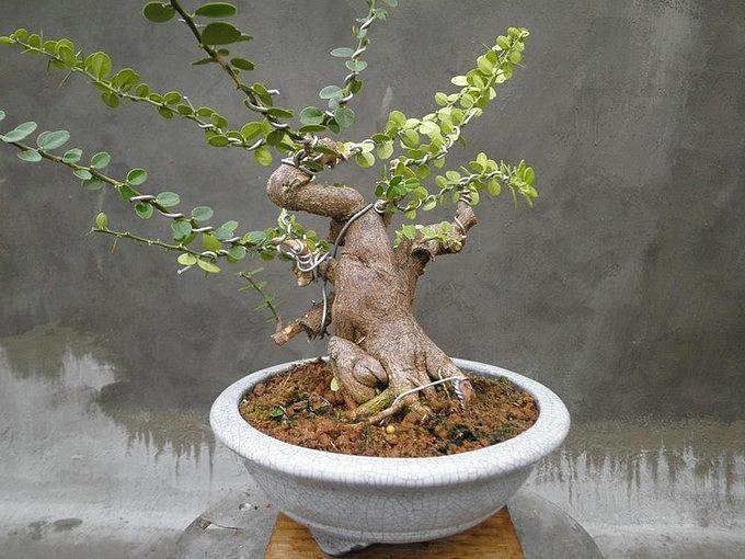 请问在盆景制作中如何露根?