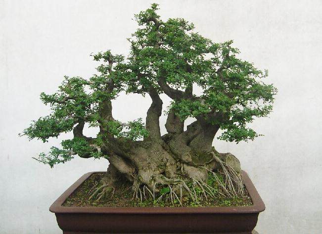 对节白蜡是很好的盆景素材,请问如何保型才能保持长久的观赏效果?