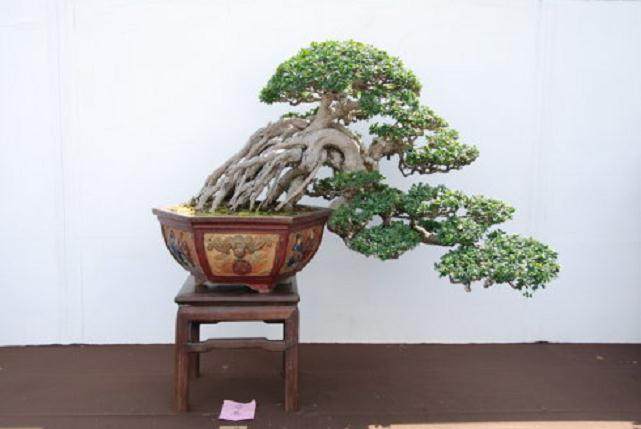 第八届亚太地区盆景赏石会议暨展览会将在北京植物园拉开帷幕