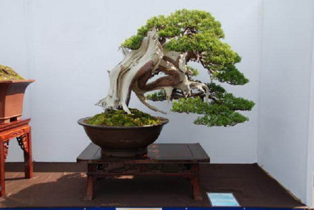 第八届亚太地区盆景赏石会议暨展览会将在北京植物园拉开帷幕