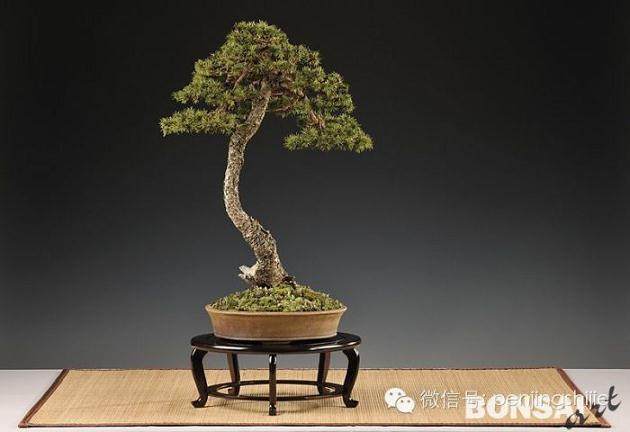 品味贺淦荪同志的盆景艺术