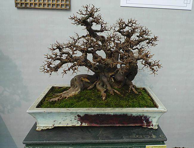 一九六二年出版的《广州盆景》一书中的相关作品可体会到