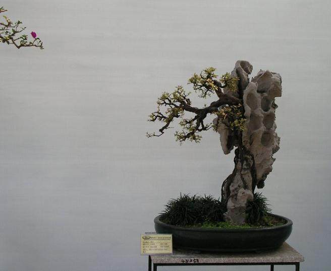 第八届中国盆景展于2012年10月20日在安康开幕后
