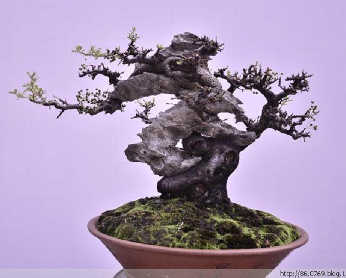 2012东莞盆景协会年度大会在东莞宾馆隆重举行