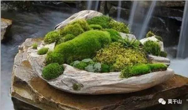 苔藓盆景的繁殖和制作方法