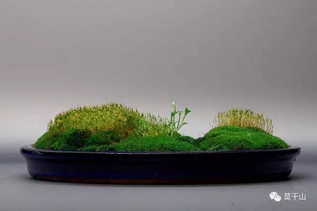 苔藓盆景的繁殖和制作方法