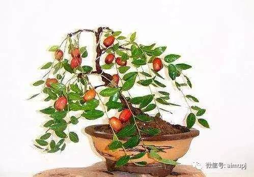 枣树嫁接技巧,让你的枣树盆景成活率倍增