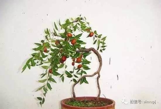 枣树嫁接技巧,让你的枣树盆景成活率倍增