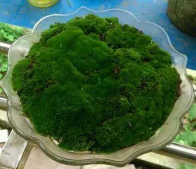 担心把花养死?那就来水培苔藓盆景吧,好看还不用管