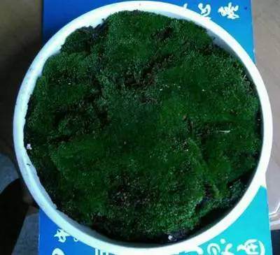 担心把花养死?那就来水培苔藓盆景吧,好看还不用管