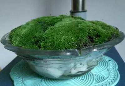 担心把花养死?那就来水培苔藓盆景吧,好看还不用管