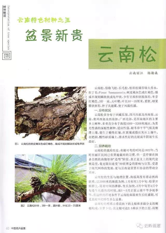 云南特色树种系列报道之盆景新贵云南松