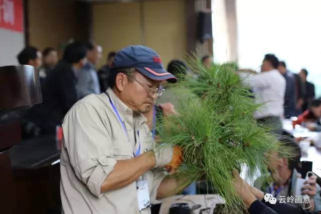 云南特色树种系列报道之盆景新贵云南松