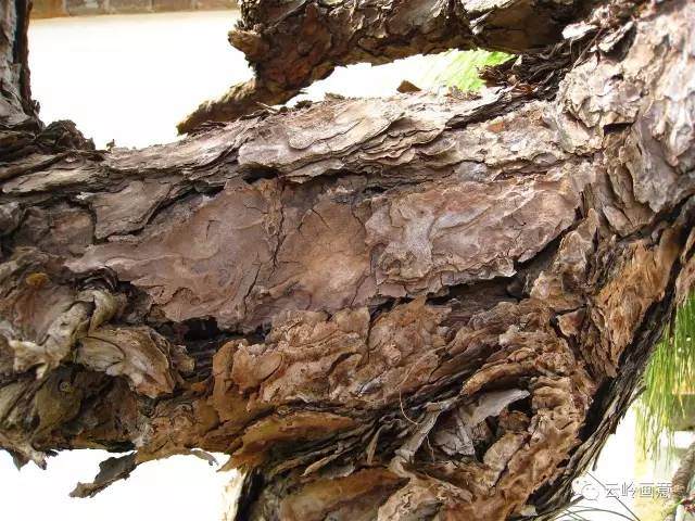 云南特色树种系列报道之盆景新贵云南松