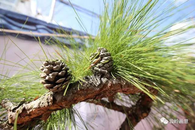 云南特色树种系列报道之盆景新贵云南松