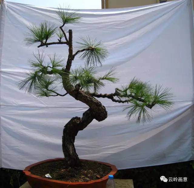 云南特色树种系列报道之盆景新贵云南松