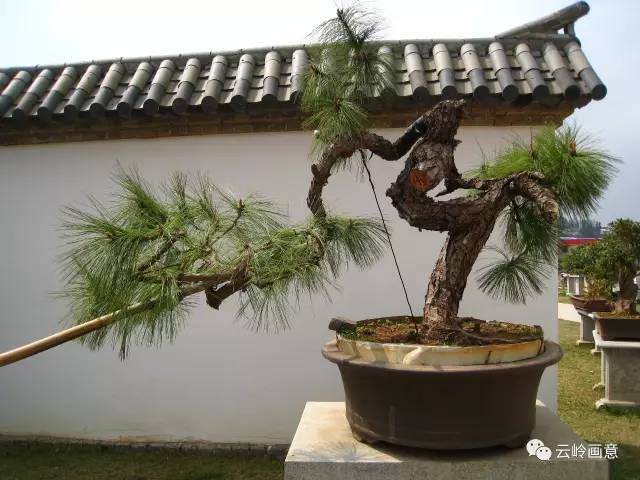 云南特色树种系列报道之盆景新贵云南松