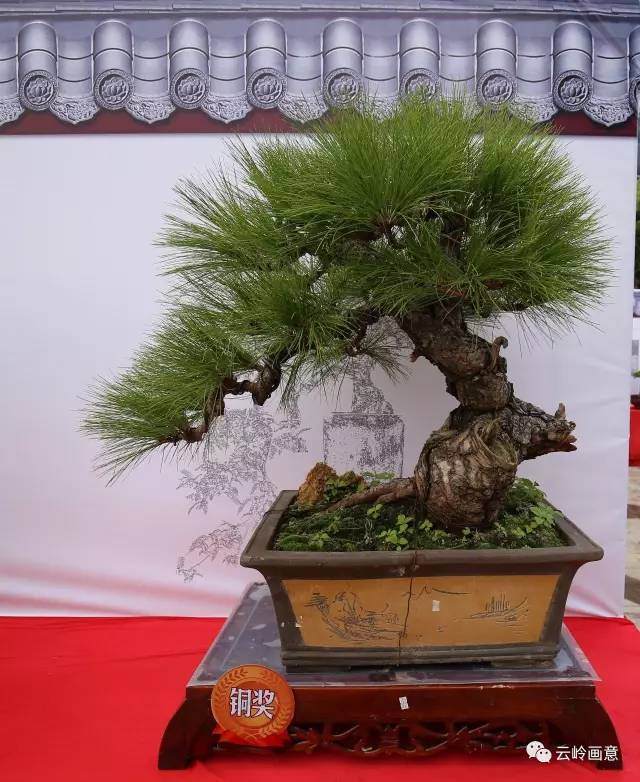 云南特色树种系列报道之盆景新贵云南松