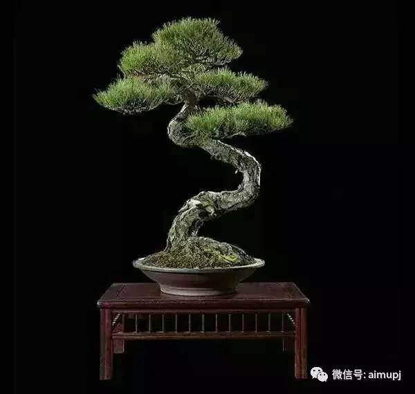 曲为美,直则无景,曲杆盆景的不同的造型方式