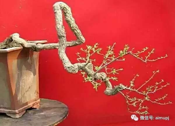 曲为美,直则无景,曲杆盆景的不同的造型方式