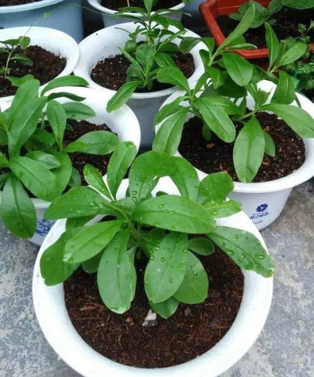 土人参难得的家里盆景,观赏食药三不误