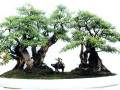在盆景作品中 有不少是用牧童的形象来引申意境的