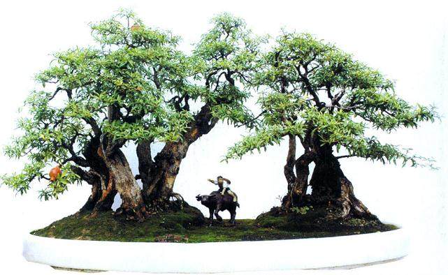 在盆景作品中,有不少是用牧童的形象来引申意境的