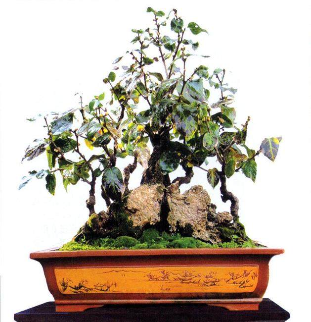 蜡梅盆景的制作与培育