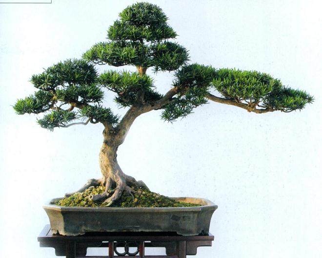 同步培植_缩短岭南盆景制作时间