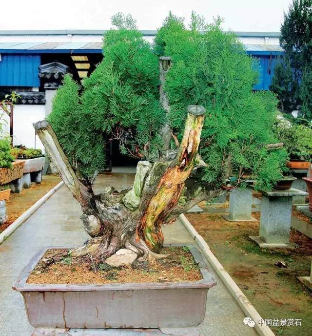 神奇的柏树盆景造型