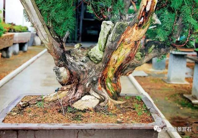 神奇的柏树盆景造型