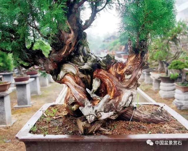 神奇的柏树盆景造型