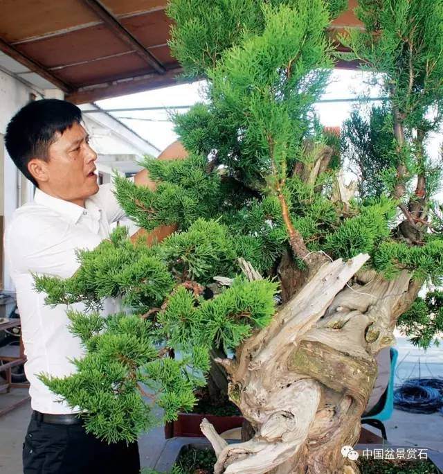 神奇的柏树盆景造型