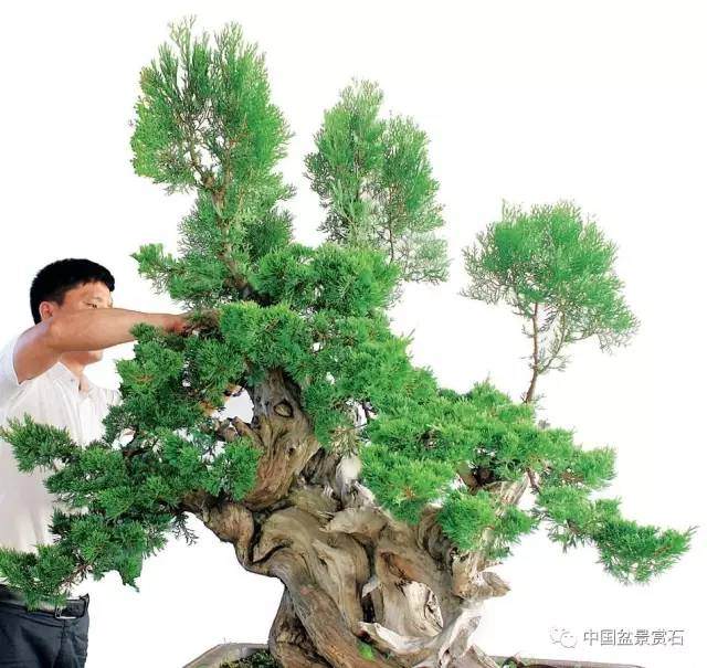 神奇的柏树盆景造型