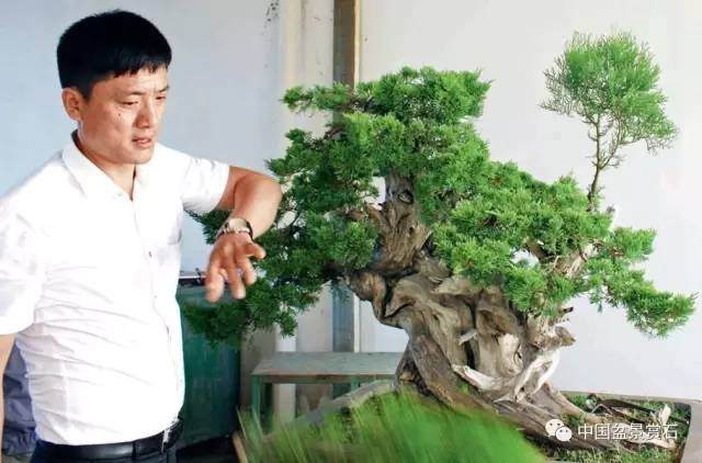 神奇的柏树盆景造型