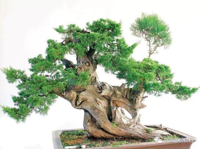 神奇的柏树盆景造型