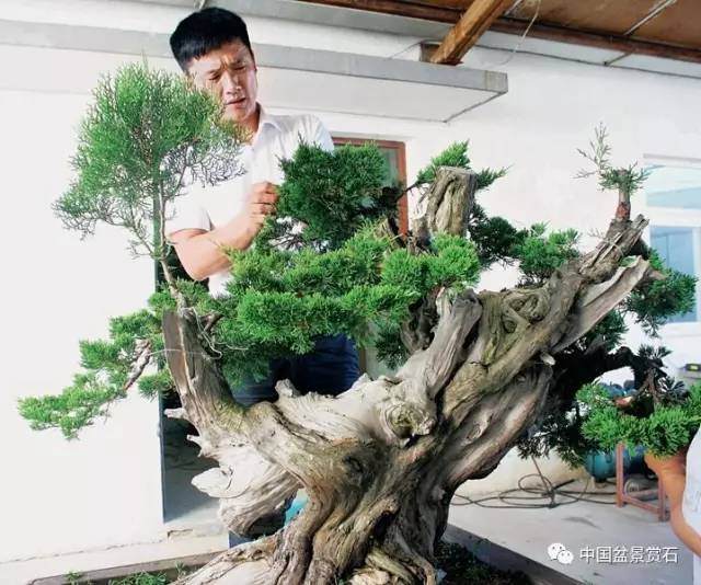 神奇的柏树盆景造型