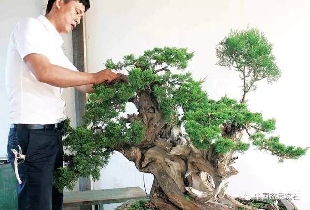 神奇的柏树盆景造型