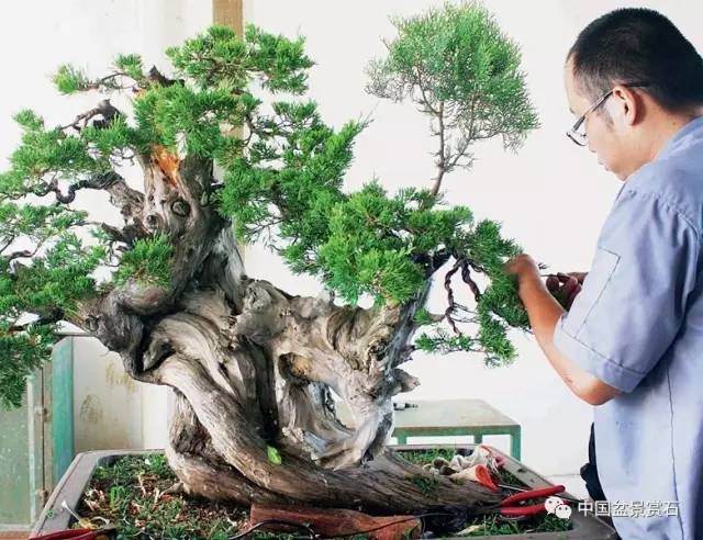 神奇的柏树盆景造型