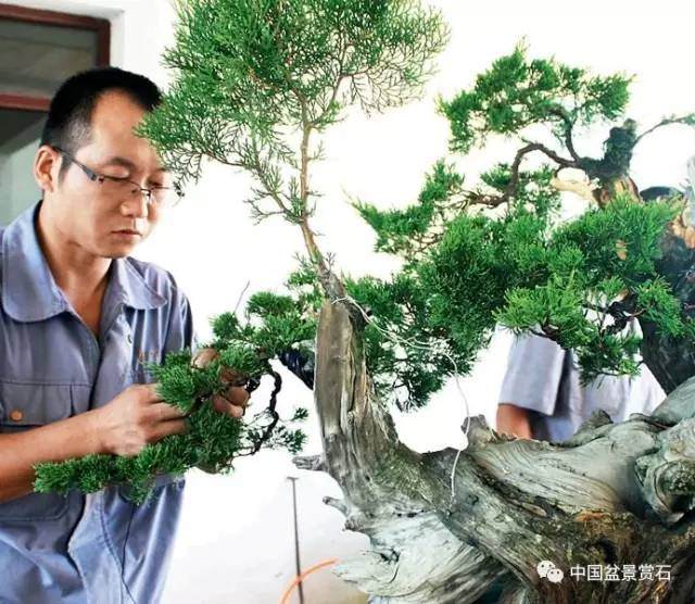 神奇的柏树盆景造型