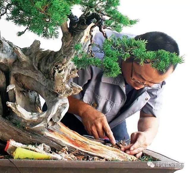 神奇的柏树盆景造型