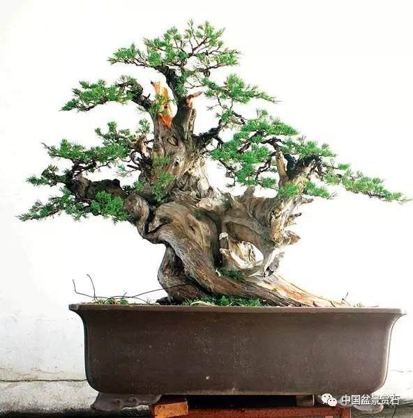 神奇的柏树盆景造型