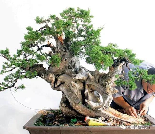 神奇的柏树盆景造型